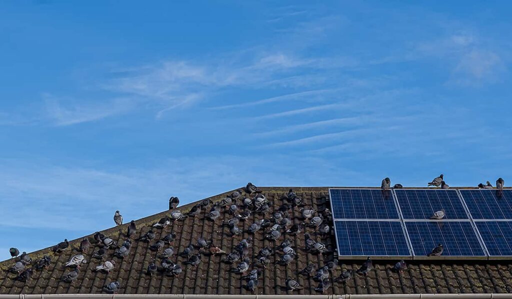 Pigeon Proofing Solar Panels Reviews 