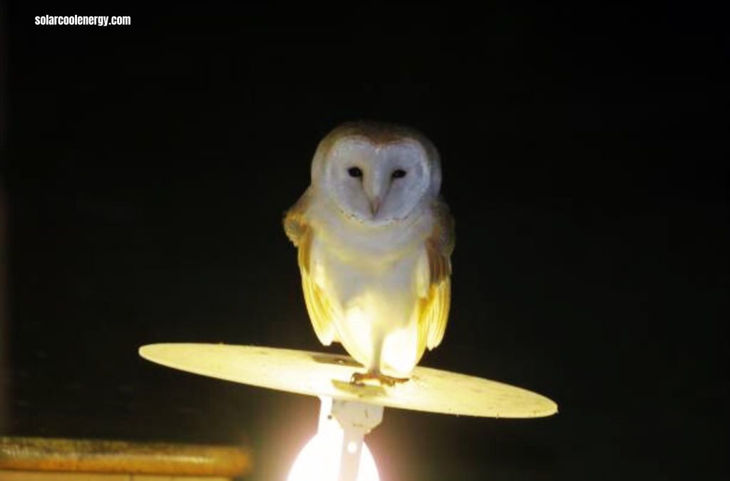 jolly owl solar lights reviews